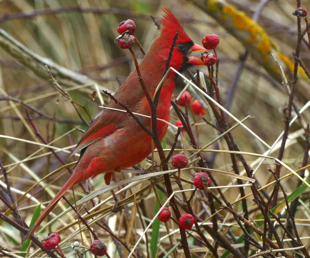 Bright red bird with a large pink bill, perched and feeding in a thicket of tall beach grass and leafless twigs of wild rose.
