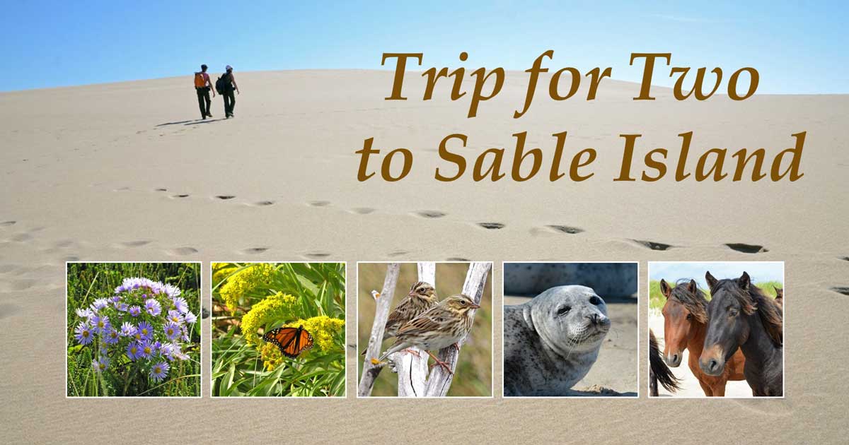trip to sable island