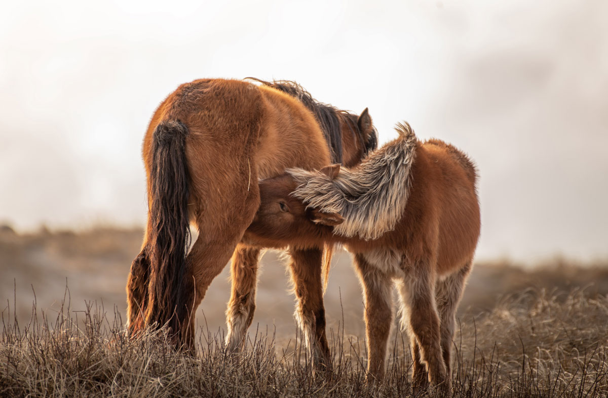 My new baby in wild horse islands any name ideas? in 2023